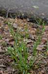 Limestone meadow sedge